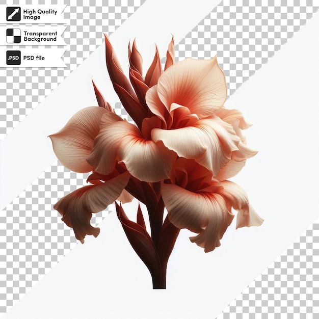 ペオニア (psd) - 透明な背景に曲がった花びらが付いた珍しいペオニア