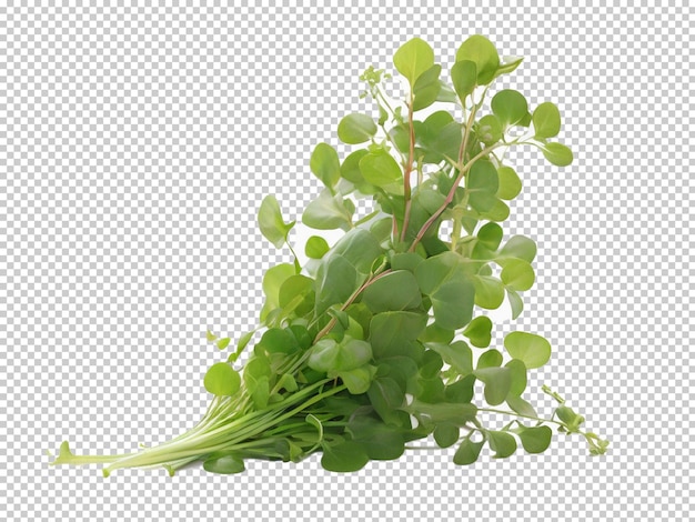 PSD 투명한 배경에 psd upland cress png