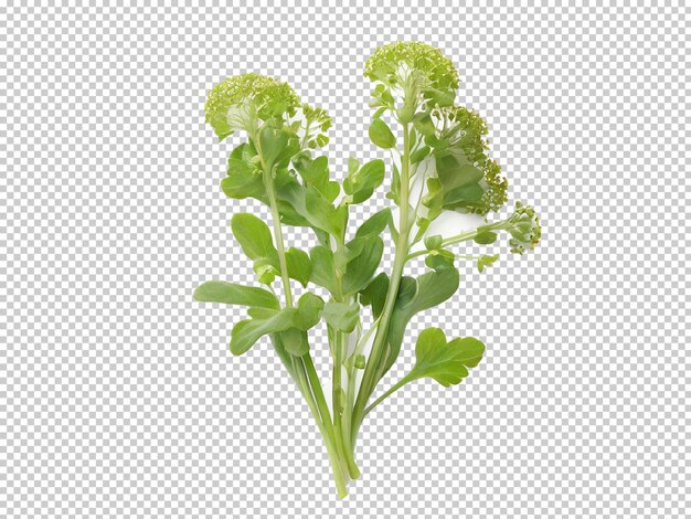 Psd upland cress png op een doorzichtige achtergrond