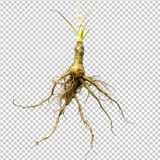 PSD psd of a vigorous root on transparent background