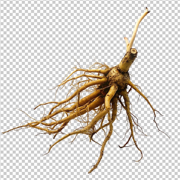 PSD psd of a vigorous root on transparent background