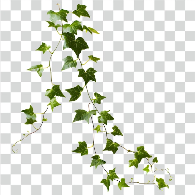 Psd vines isolated on transparent background