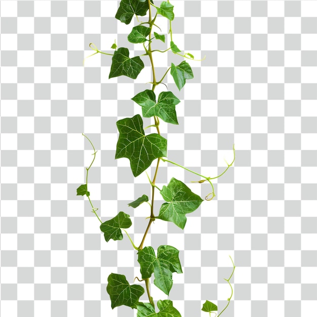 PSD psd vines isolated on transparent background