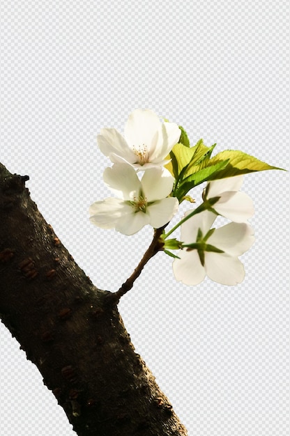PSD 白色桜花分離