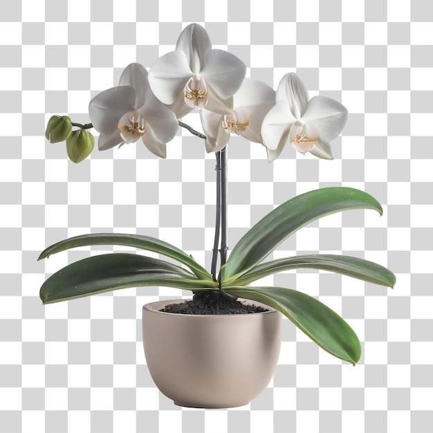 PSD psd witte orchidee plant in een pot geïsoleerd op transparante achtergrond