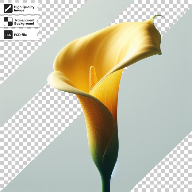 PSD psd yellow calla flower on transparent background with editable mask layer