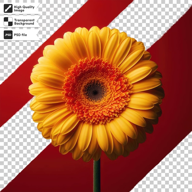 PSD psd yellow gerber daisy on transparent background