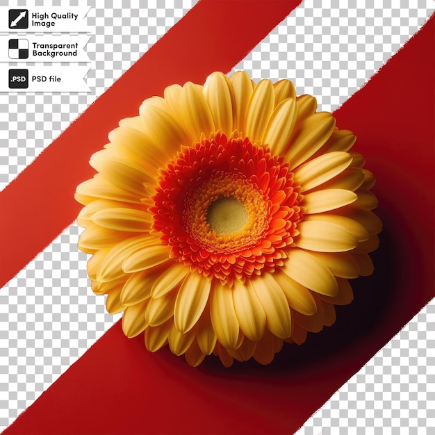 Psd yellow gerber daisy on transparent background