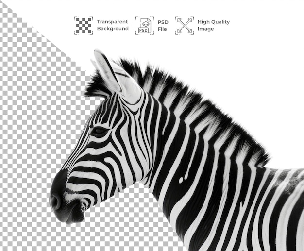 Psd zebra geïsoleerd