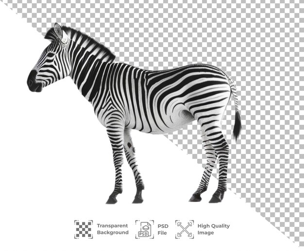 PSD psd zebra geïsoleerd