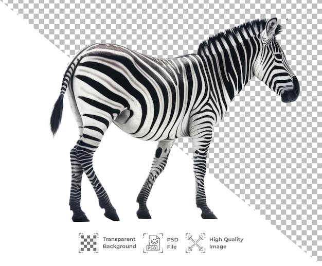 PSD psd zebra isolato