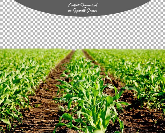 PSD psd zielone pole kukurydzy izolowane na przezroczystym tle