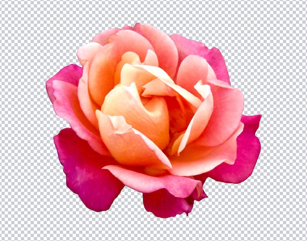 PSD Zoete kleur roos op geïsoleerde achtergrond. bewerkbare kleur