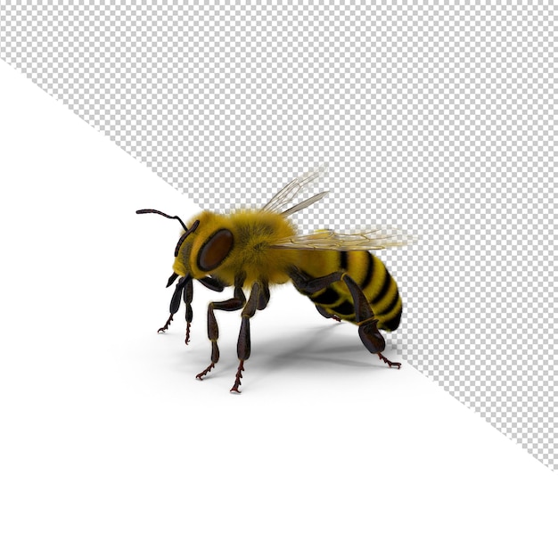 Pszczoła PNG