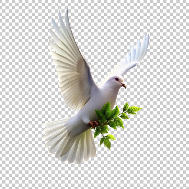 PSD ptak gołębi