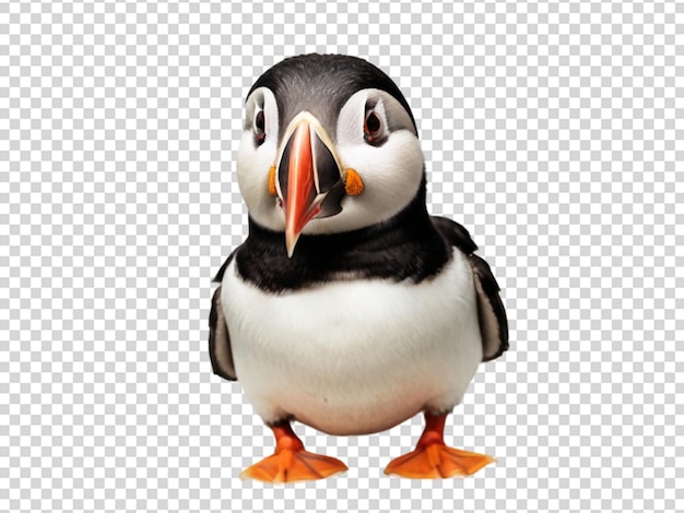 PSD puffin on transparent background