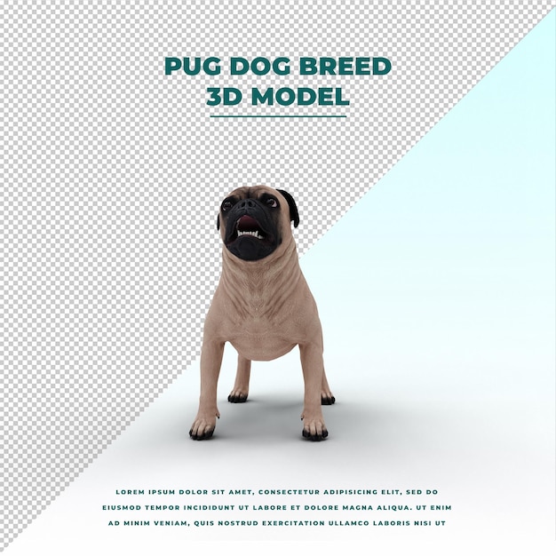 PSD pug 개 품종 포즈