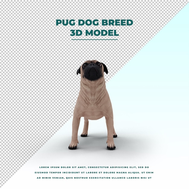 PSD pug dog breed poses