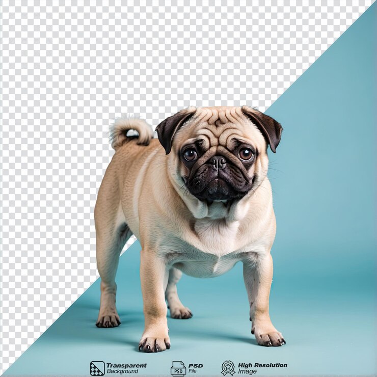 PSD pug isolated on transparent background