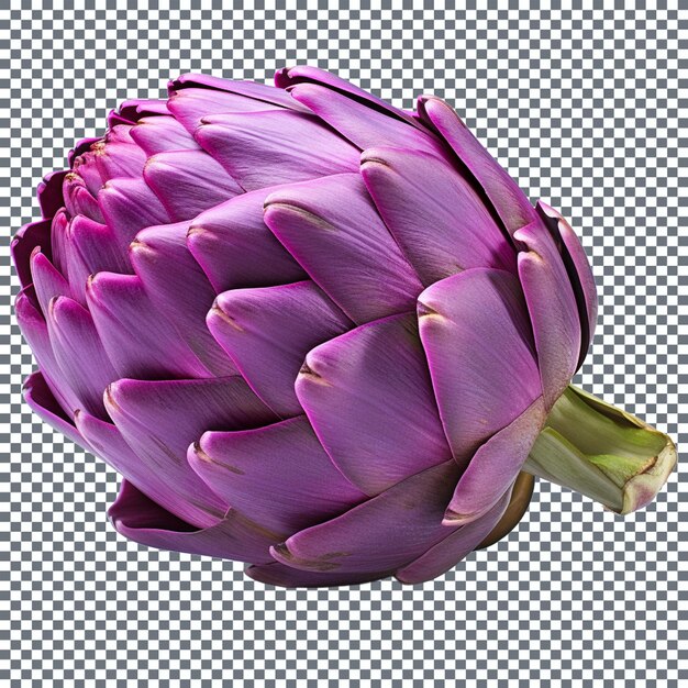Purple artichoke flower isolated on transparent background