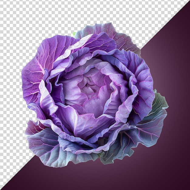 パープルキャベツ png