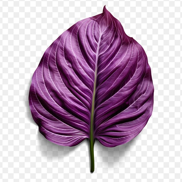 PSD a purple cabbage with a leaf on it