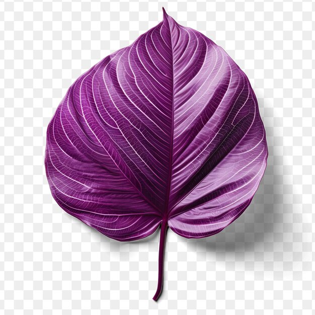 PSD a purple cabbage with a purple pattern on it