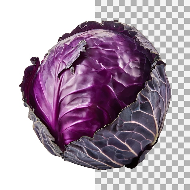 Purple cabbage with white veins without shadow blank isolated background