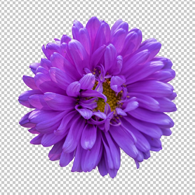 PSD purple chrysanthemum flower isolated rendering