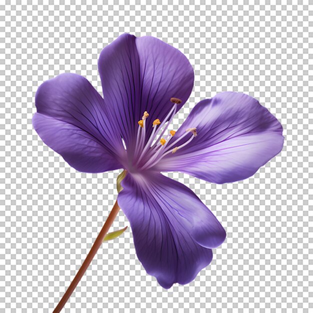 PSD 透明な背景の紫色の花