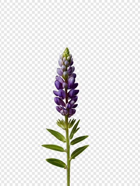 PSD purple flower on a transparent background