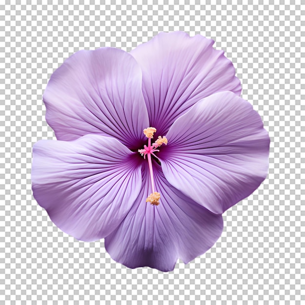 Purple flower on transparent background