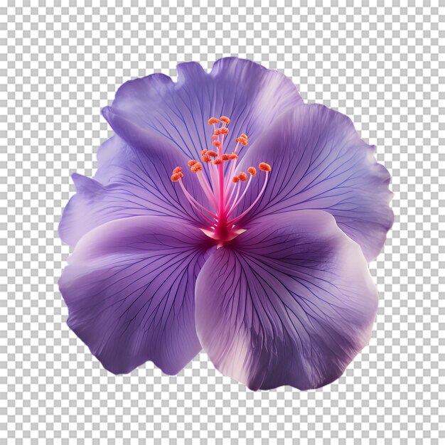 Purple flower on transparent background