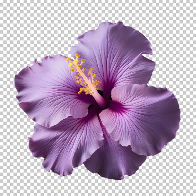 PSD fiore viola su sfondo trasparente