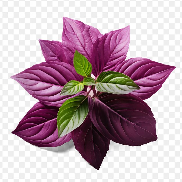 A purple flower with green leaves and a white background