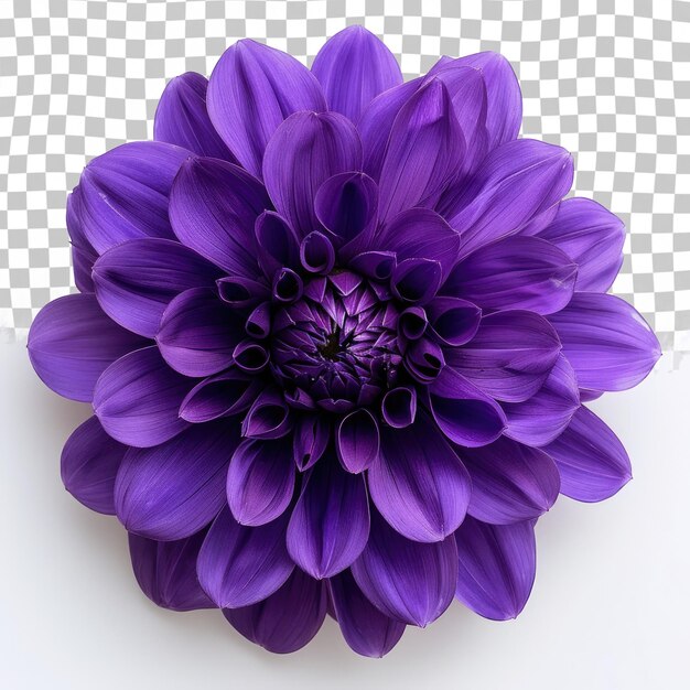 PSD un fiore viola con un centro viola che dice viola