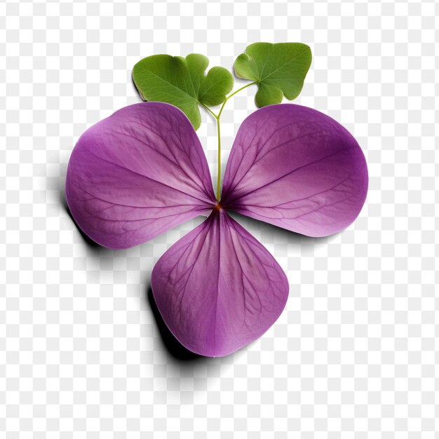 PSD un fiore viola con una foglia viola su di esso