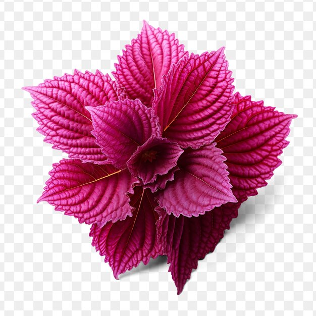 A purple flower with a red flower on a transparent background