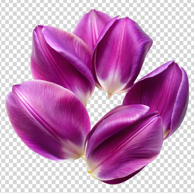 PSD purple flowers with yellow tips on transparent background