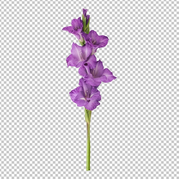 PSD purple gladiolus flower stem isolated rendering