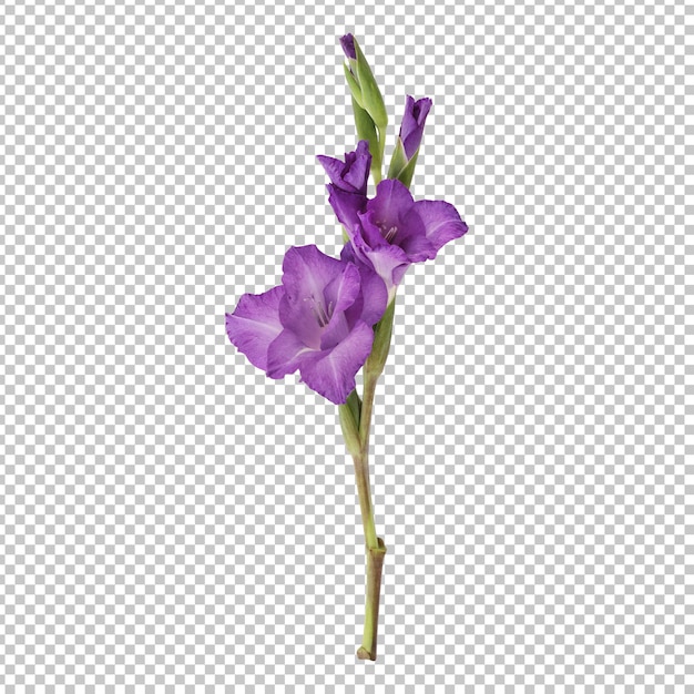 Purple gladiolus flower stem isolated rendering