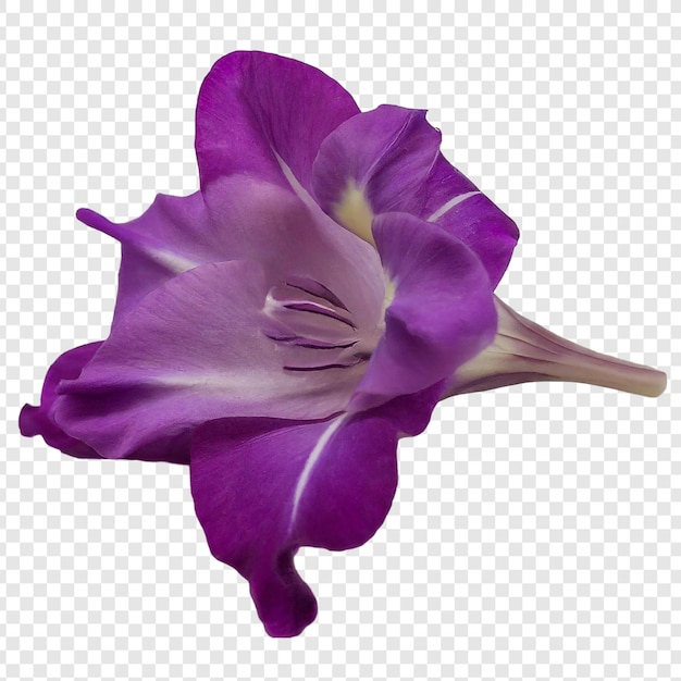 Stelo di fiore di gladiolo viola isolato su uno sfondo trasparente