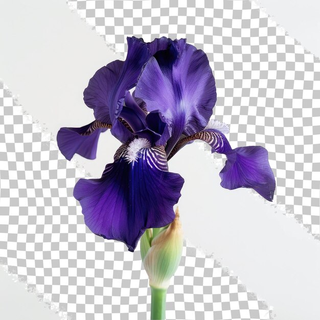 PSD a purple iris with a white stripe on the bottom