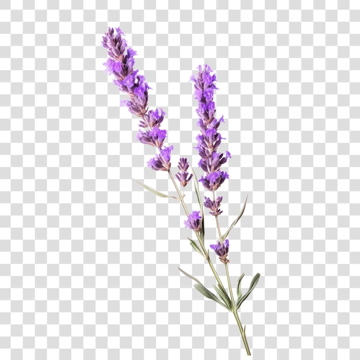 PSD purple lavender flowers on stem