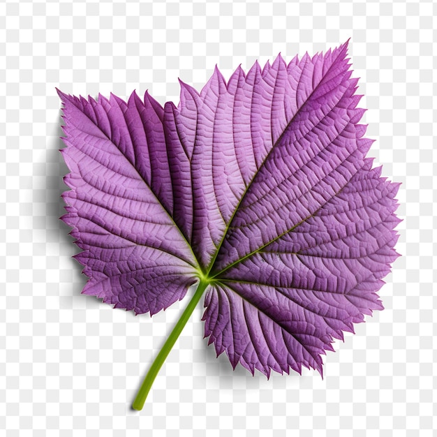 PSD a purple leaf that is purple