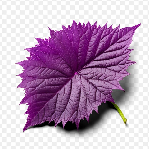 PSD a purple leaf on a transparent background