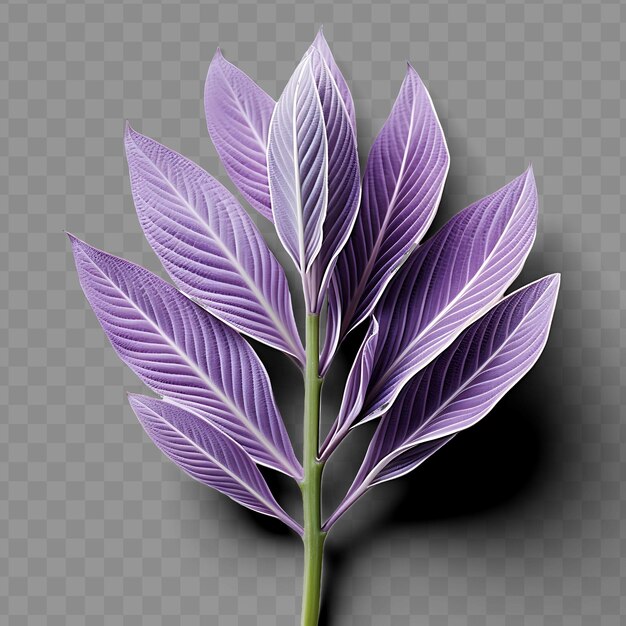 PSD purple leaves of a plant with a purple flower on a transparent background