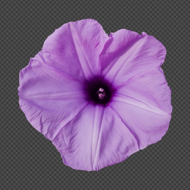 PSD purple morning glory bloem geïsoleerde weergave