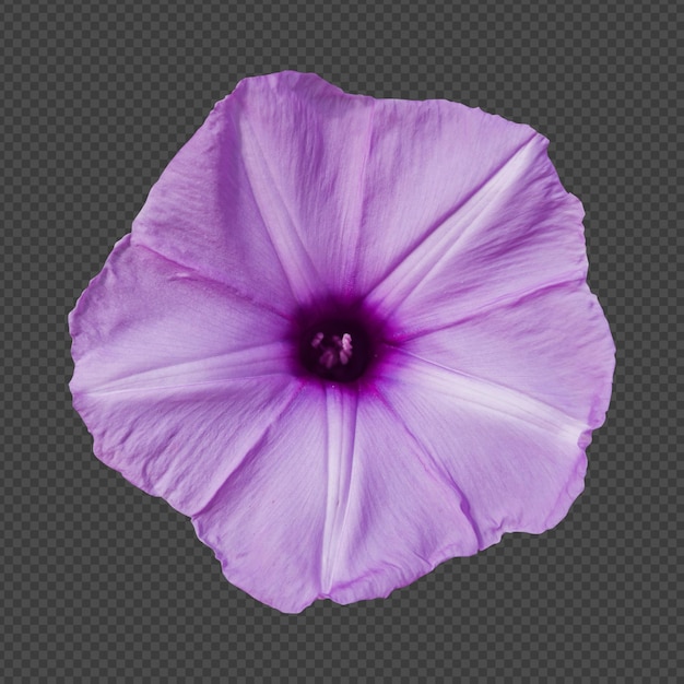 PSD purple morning glory flower isolated rendering