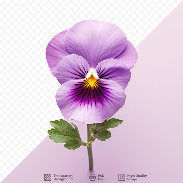 Purple pansy flower alone on dark surface